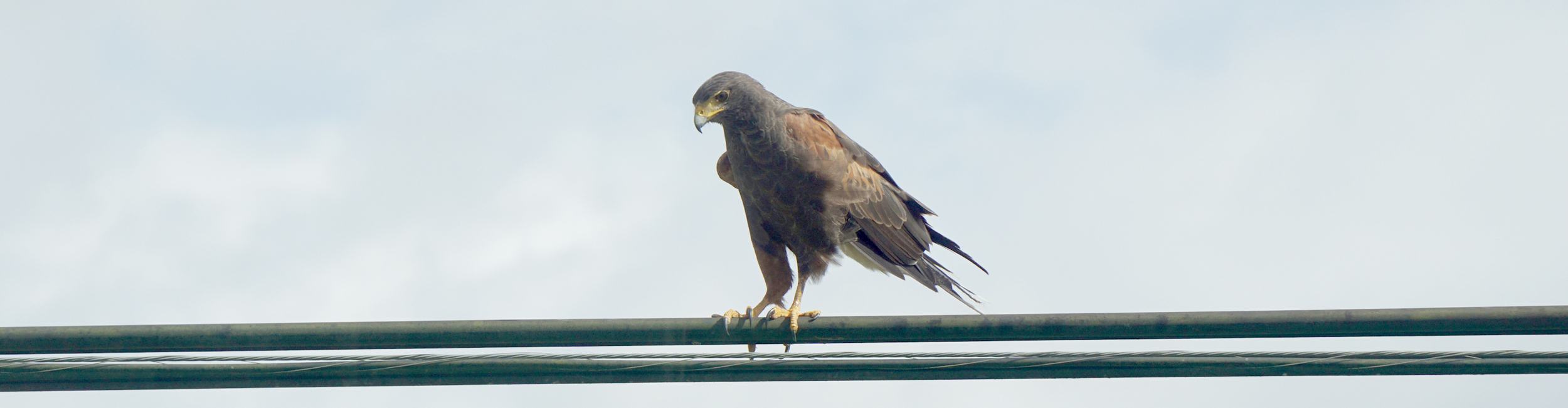 Roadside Hawk